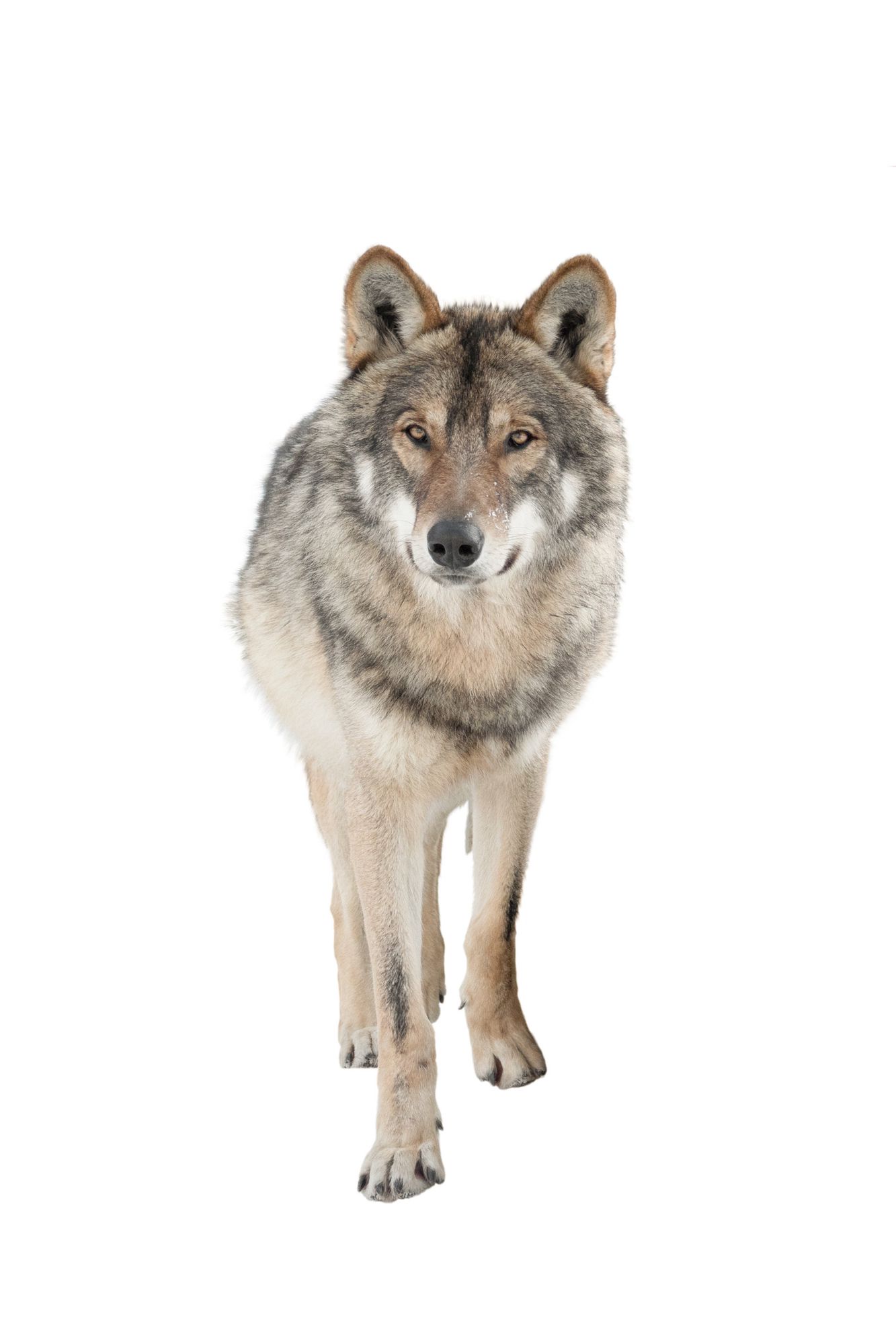 Cohabitation avec les prédateurs: Le tir préventif du loup est-il efficace?