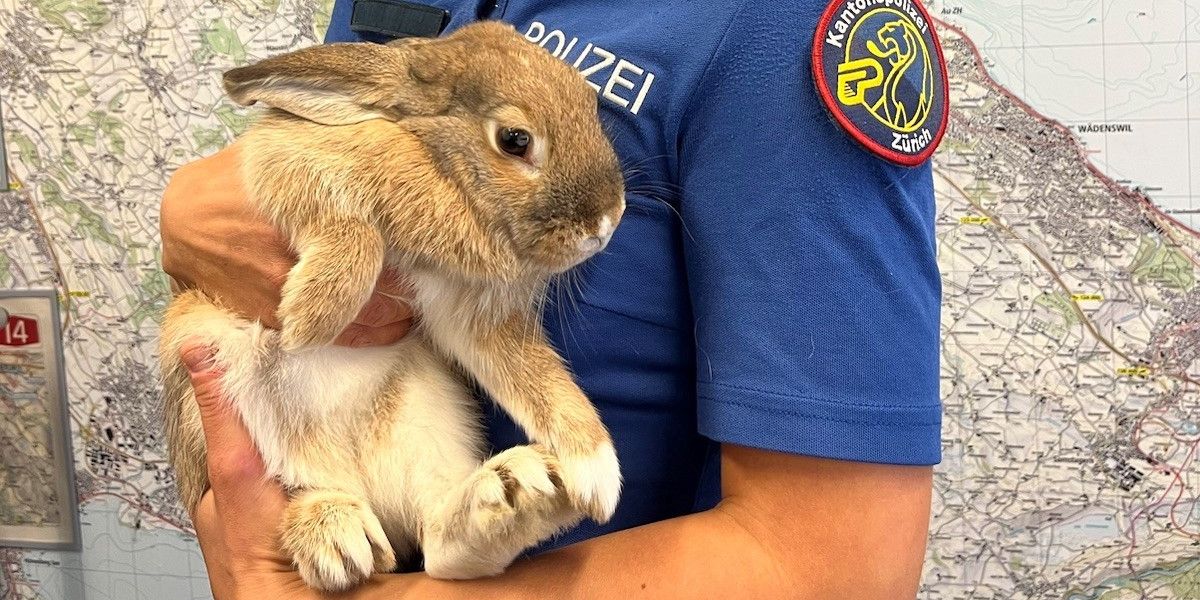 Polizei jagt nicht nur Verbrechern, sondern auch Kaninchen nach