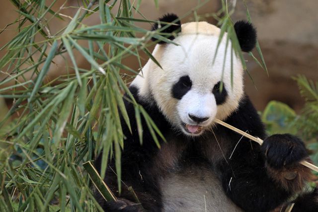 Une femelle panda en Chine aurait simulé une grossesse pour avoir un traitement de faveur (photo d'illustration)