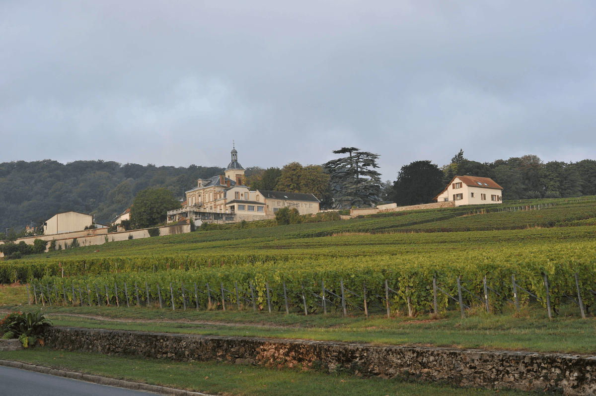 Le vignoble de Verzy est un des plus prestigieux de la marque. Derrière le muret du manoir se trouve le potager de 2000 m² cultivé à l’époque par la Veuve Clicquot.