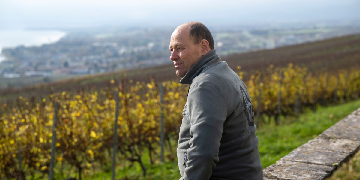 Swiss winegrowers: Over 50 percent facing bankruptcy