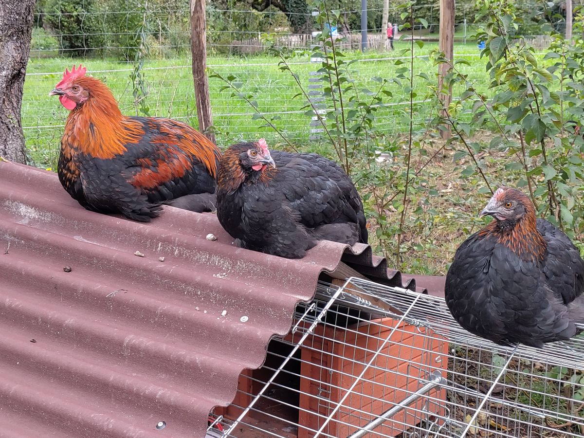 Trois poules aux plumes noires et rousses reposent sur le toit ondulé d'un poulailler dans un jardin verdoyant.