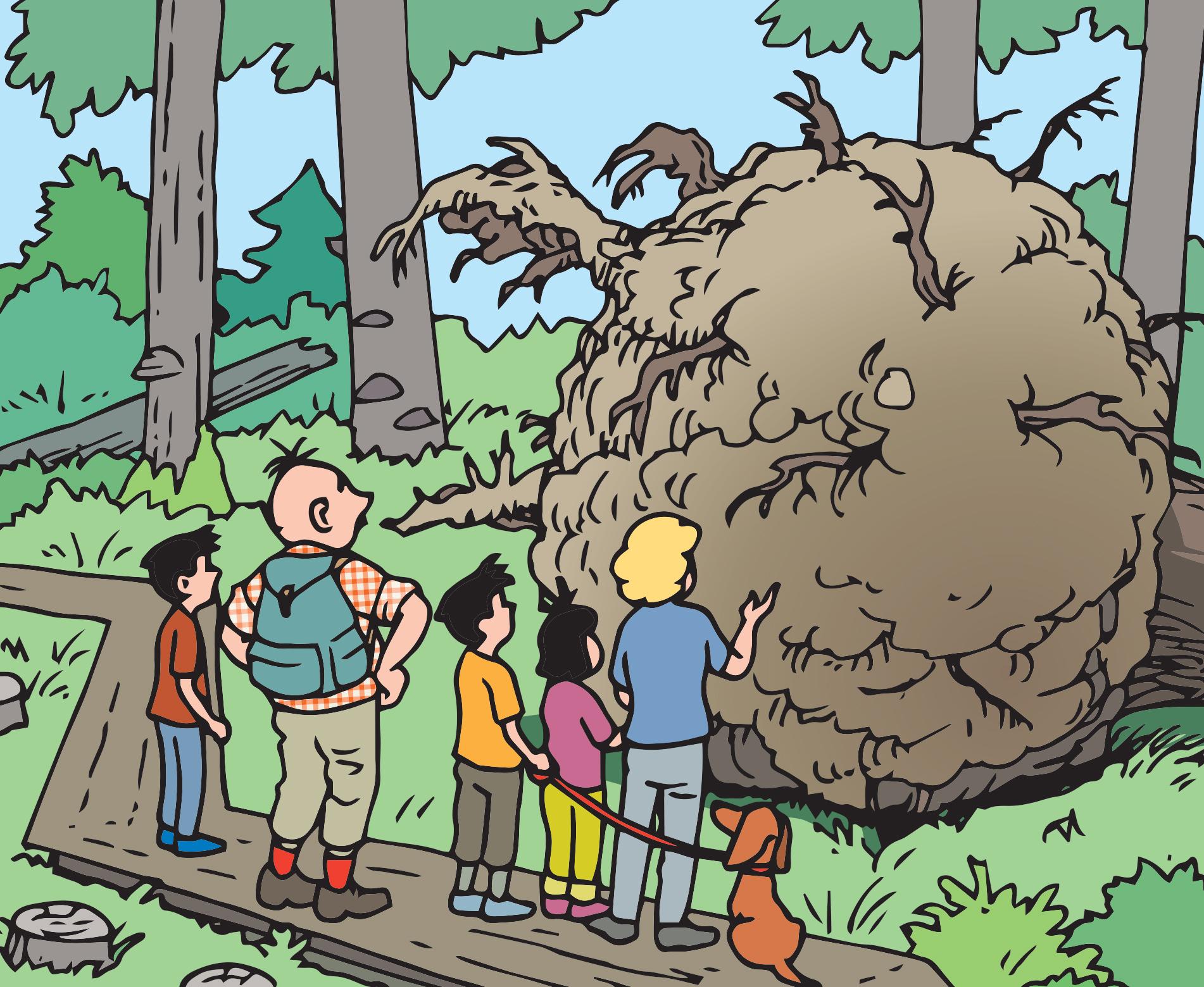 Familie Moll bestaunt auf dem Walderlebnispfad einen riesigen Wurzelballen.