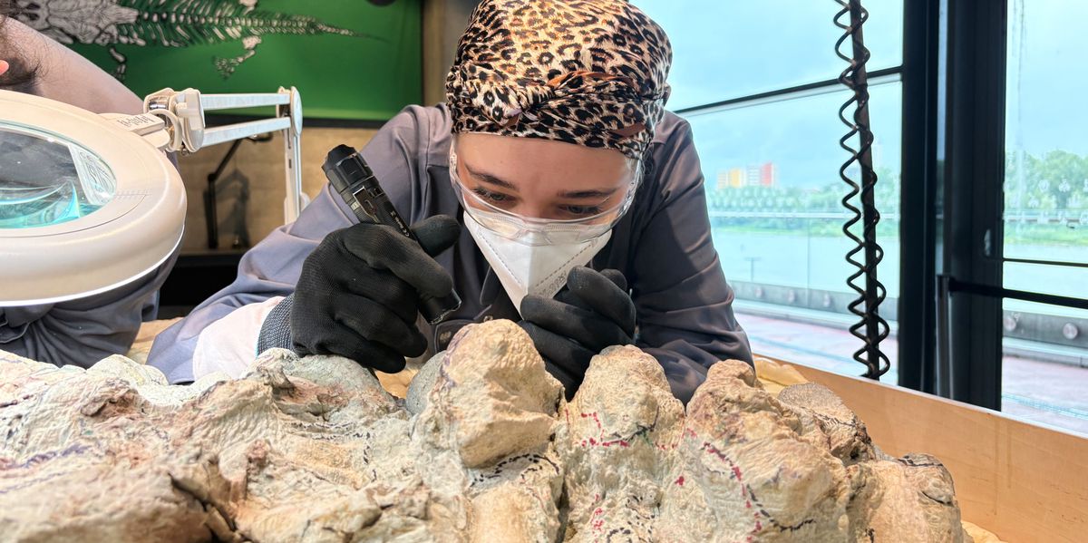 Mastodonsaurus-aus-Dino-Zeitalter-Freiwillige-restaurieren-240-Millionen-Jahre-altes-Raubtier-Skelett-in-Polen