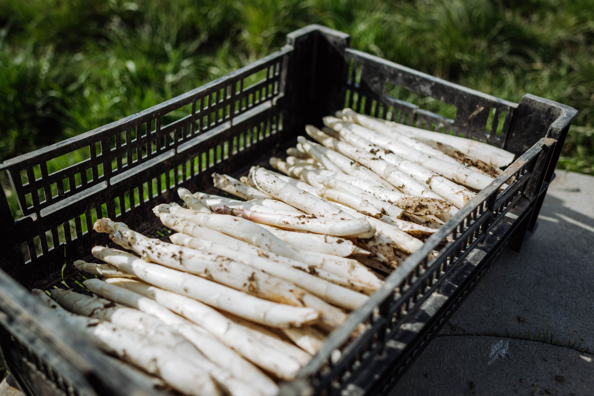 Juckerfarm Rafz: Erster Spargel gestochen – doch zu Ostern wird es knapp