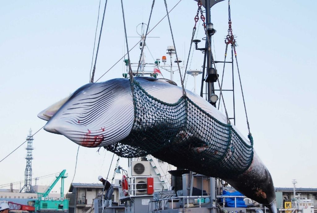 Le Japon relance la chasse à la baleine