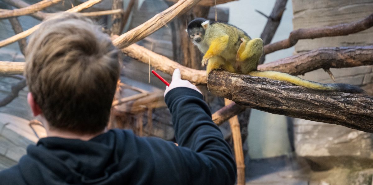 Tierpark Dählhölzli, Totenkopfaffe am 23.11.2023 in Bern. Foto: Raphael Moser / Tamedia AG
