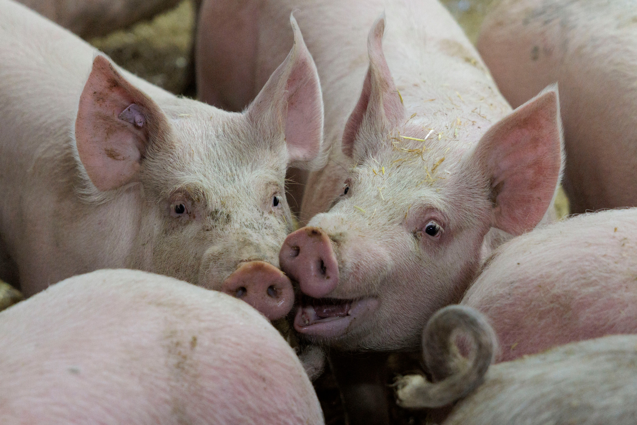 Viel zu viel Schweinefleisch: Jede Woche liefern Schweizer Bauern 4000 Schweine zu viel – nun sollen sie fürs Aufhören bezahlt werden