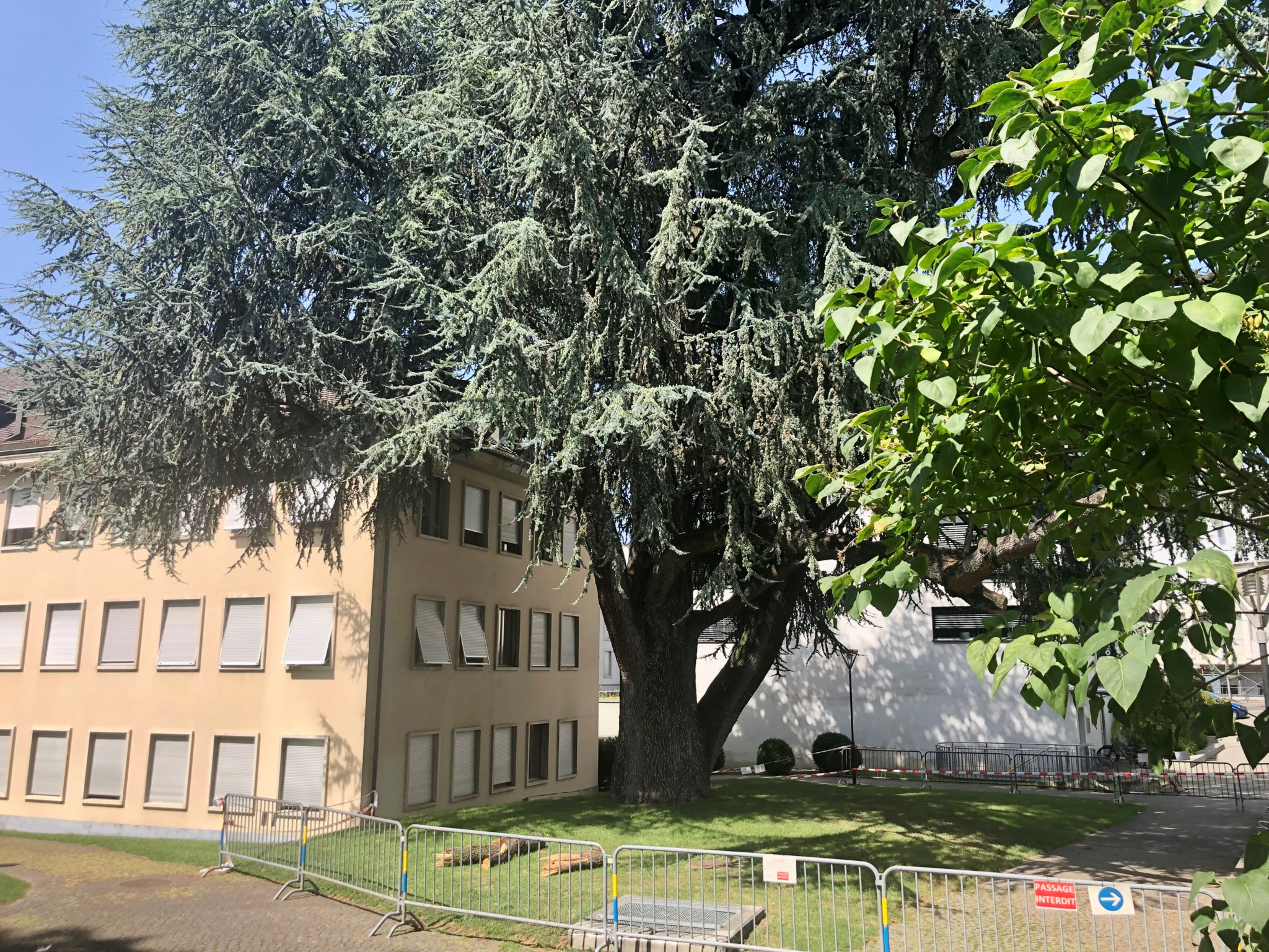 Situé à l’Ouest du parc, le cèdre est désormais entouré de barrière et une déviation est en place.
