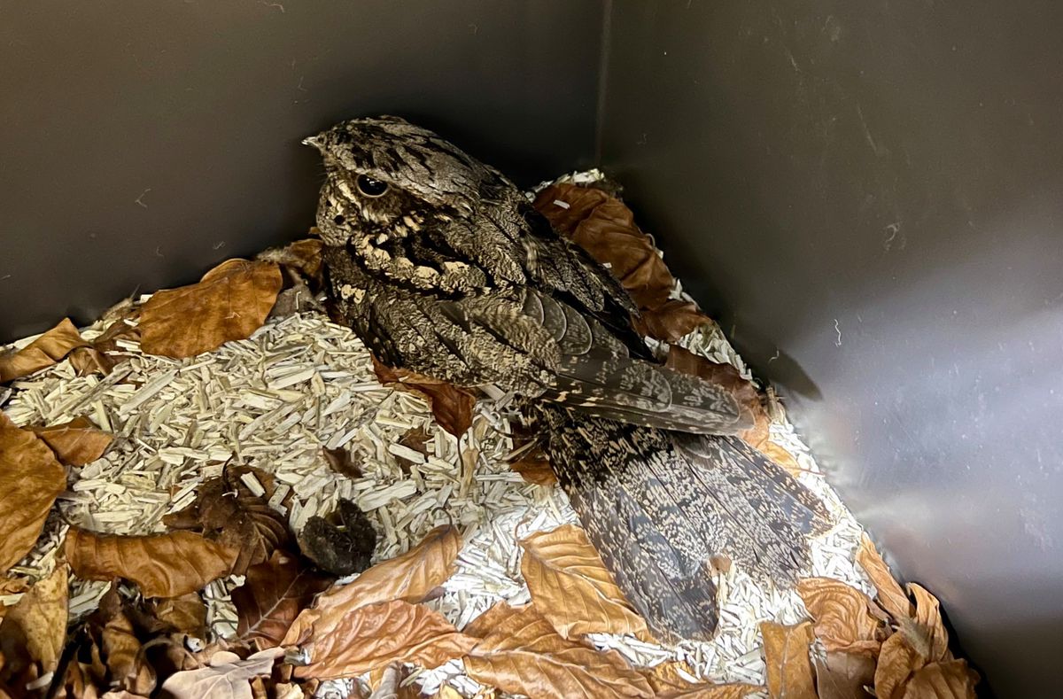 L’engoulevent recueilli avec un fort état de choc puis soigné au Centre ornithologique de réadaptation de Genthod a finalement pu être relâché le mois passé.