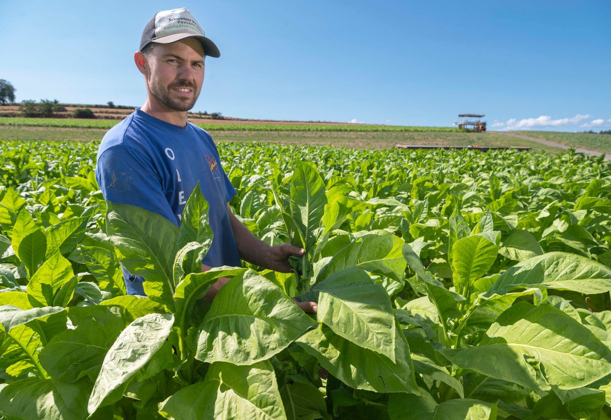 Producteur de tabac depuis 2017 à Oleyres, Loïc Miauton n’est pas rassuré par la prochaine fermeture de BAT à Boncourt.