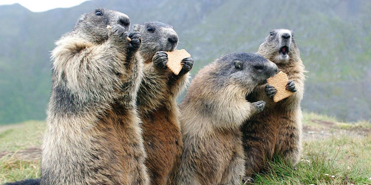 Eating marmots: Not just a taboo for vegetarians