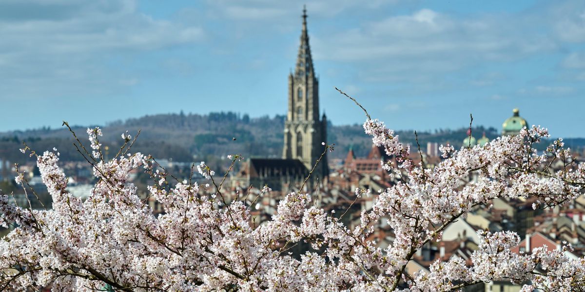 バーン：バラの庭では、日本の桜の木が咲きます