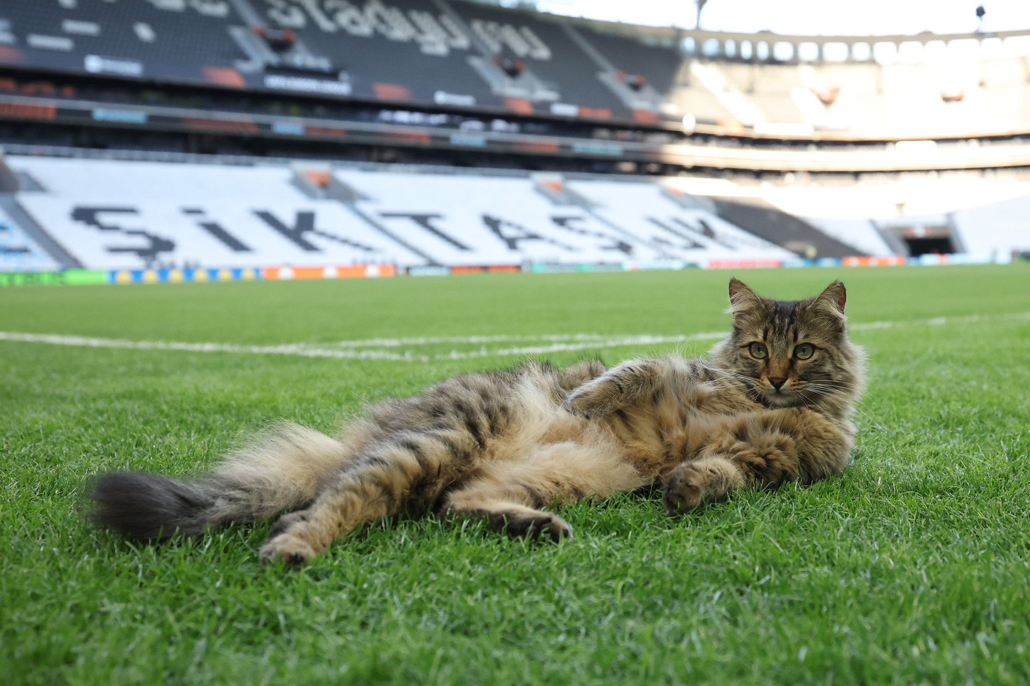 Im Stadion und Pressebereich: Der heimliche Star des Europa-League-Finals ist eine Katze
