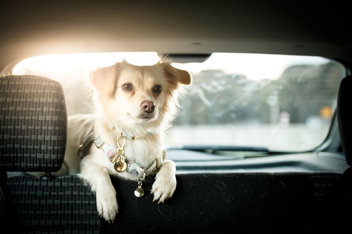 Un chien adorable assis à l’arrière d’une voiture, regardant par la fenêtre.