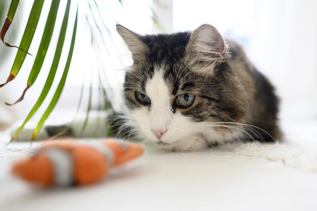 Une chatte domestique observe son jouet Nemo dans un salon, photographiée le mardi 7 janvier 2025 à Orpund.