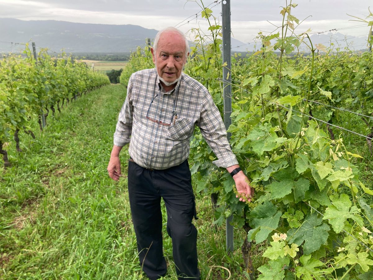À Choulex, il n’y a jamais assez de mondeuse blanche 