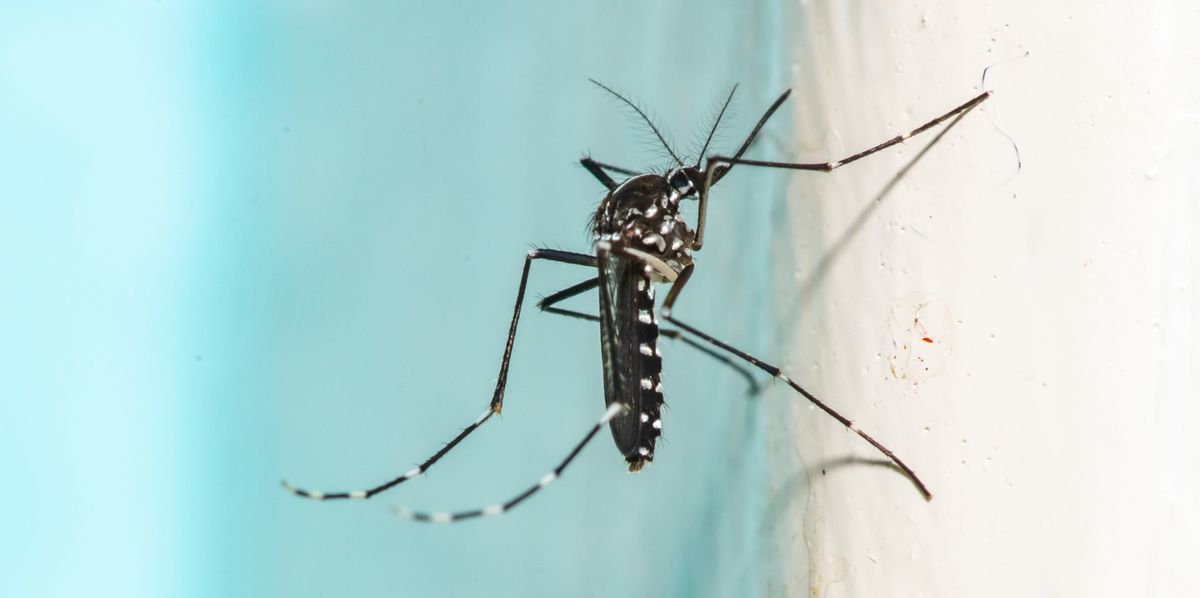 Neue Dengue Fälle Frankreich Italien Im Visier Wie Gefährlich Ist Das Virus Wirklich - 6f5htbc