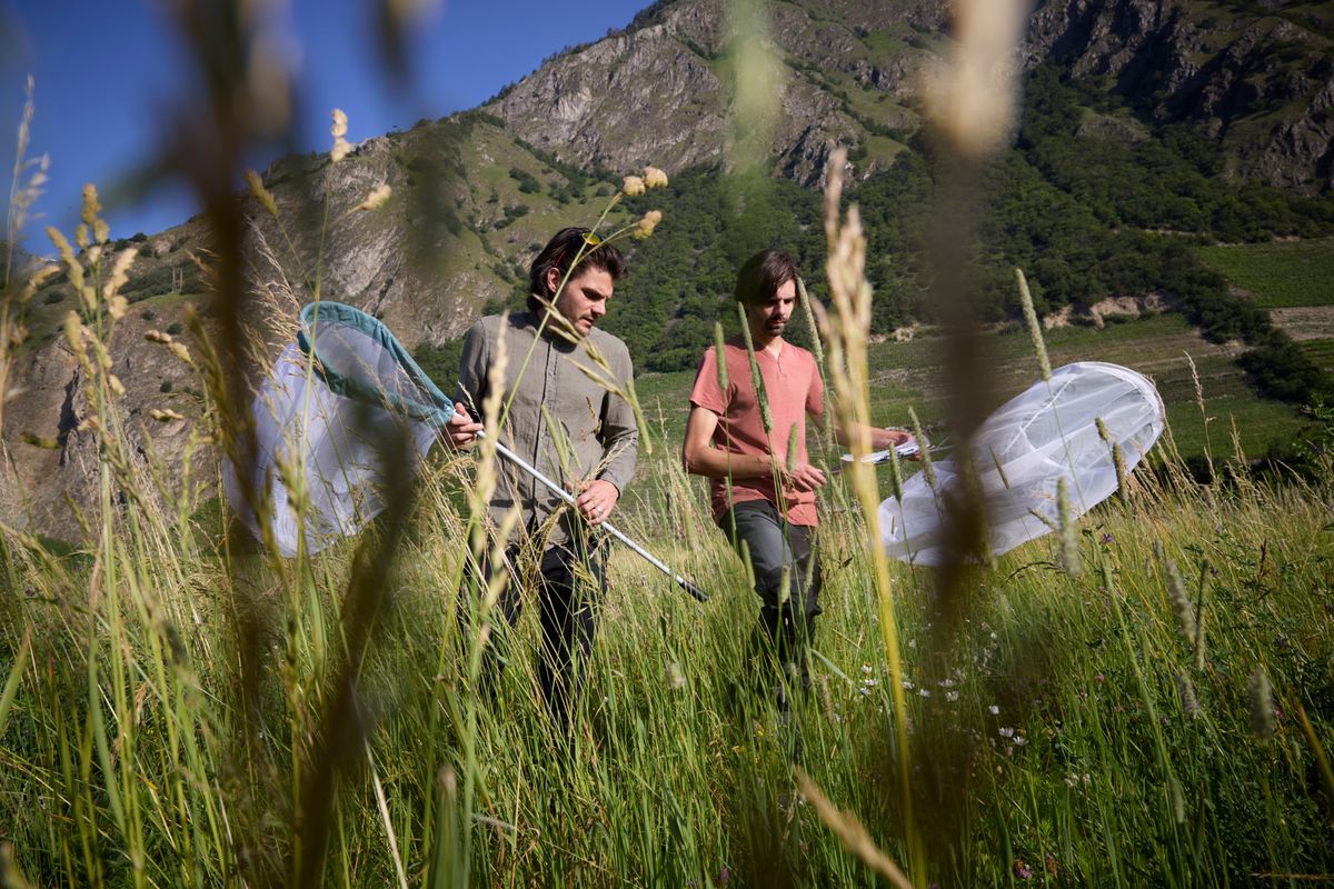 Fully, le 19 juin 2024. Etude européenne sur les insectes pollinisateurs. Louis Sutter (g) et Thibault Costa (d) deux chercheurs de l’AGROSCOP dans un de leurs champs témoin au milieu des cultures fruitières de la plaine du Rhône entre Fully et Saillon.     Photo Yvain Genevay / Le Matin Dimanche
