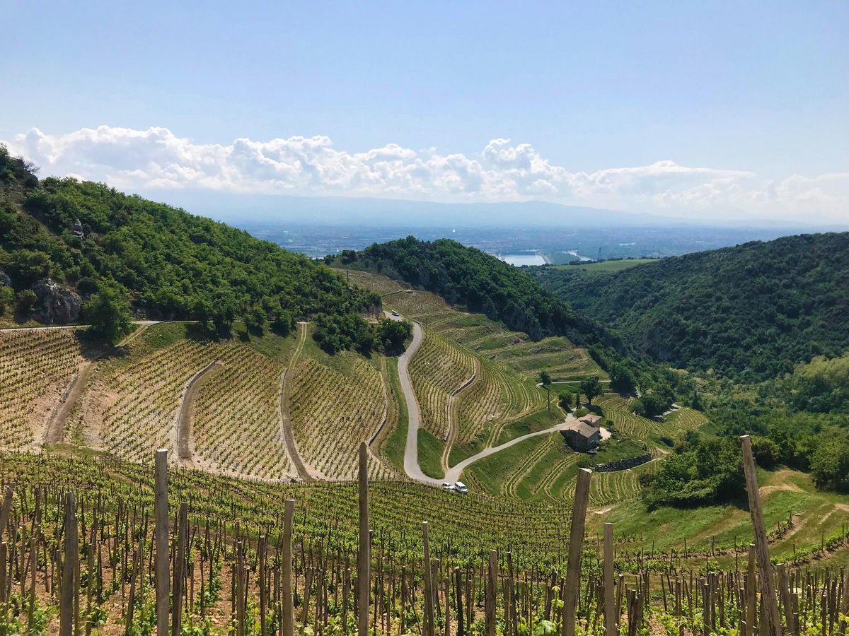Les terrasses de Saint-Joseph font face au Rhône pour une exposition sud-est qui leur apporte plus de fraîcheur qu’à l’Hermitage, plein sud.