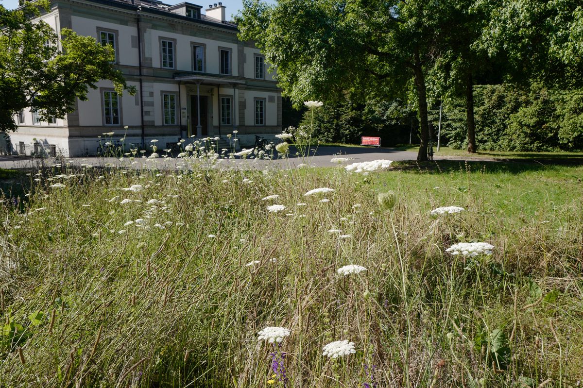 Genève, le 23 juillet 2024. Des petites prairies dans les parcs. Ici au parc de la Perle du Lac.