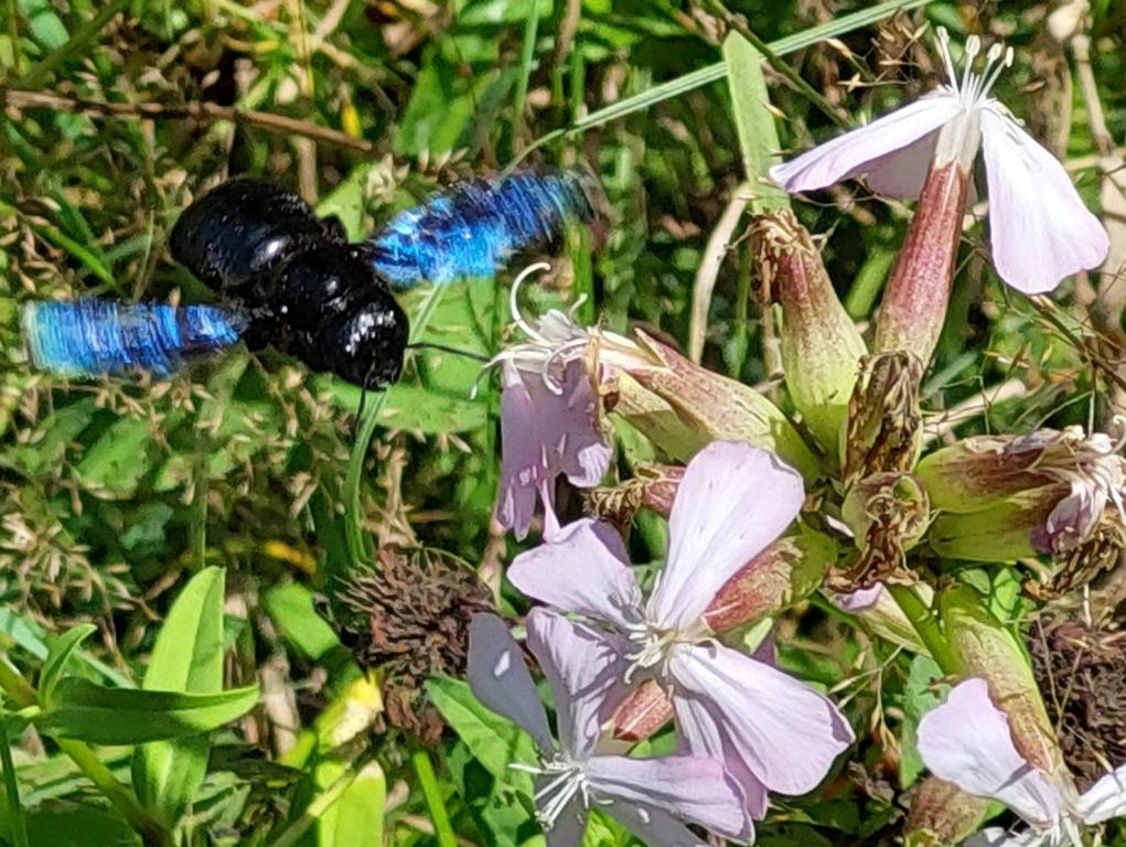 Blauschwarze Holzbiene mit metallisch blauem Schimmer sitzt auf hellvioletten Wiesenblumen in grüner Umgebung.