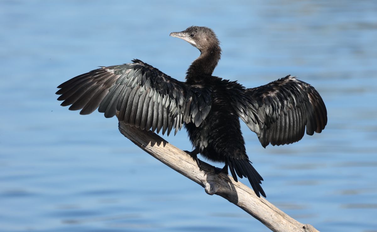 Le cormoran pygmée débarque en Suisse. Pour y rester?