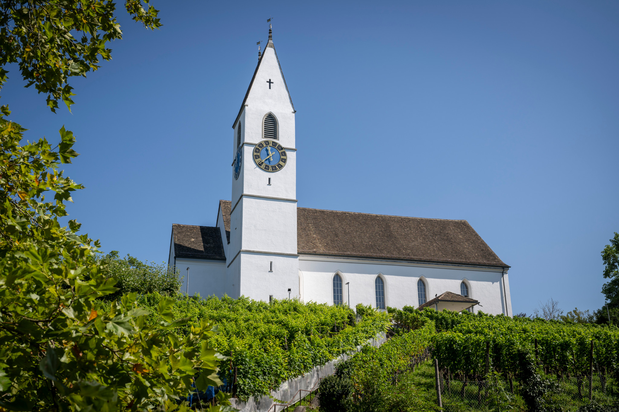 Frisch renovierte Reformierte Kirche Männedorf mit weissem Turm und blauer Uhr, umgeben von Weinreben unter blauem Himmel.