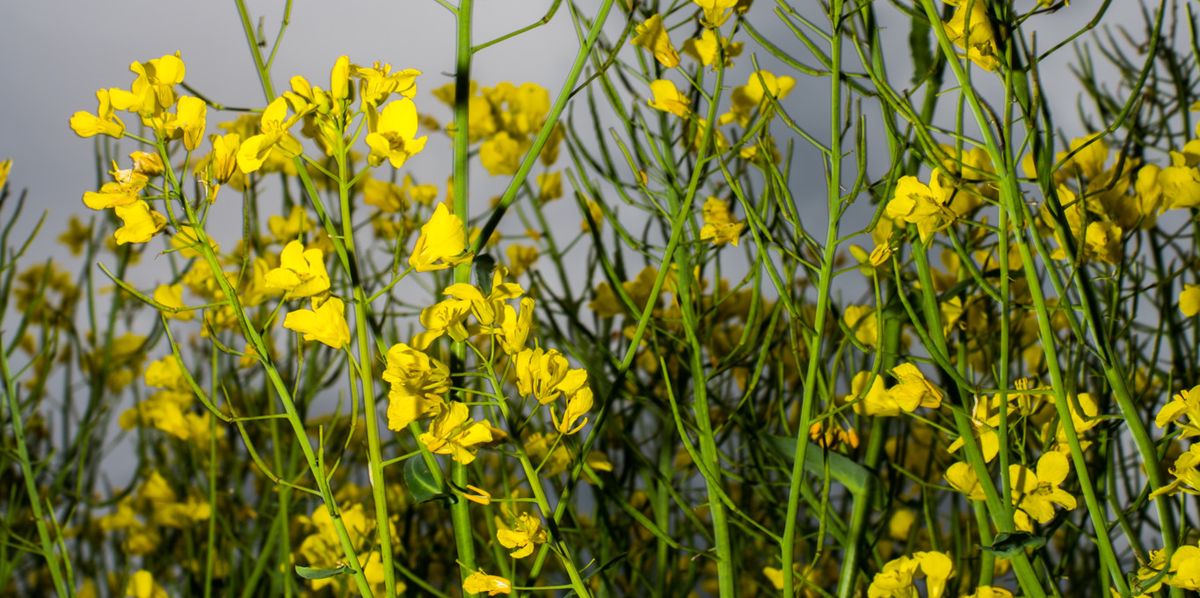 Rapsdiesel im Emmental: Wie der grüne Treibstoff scheiterte