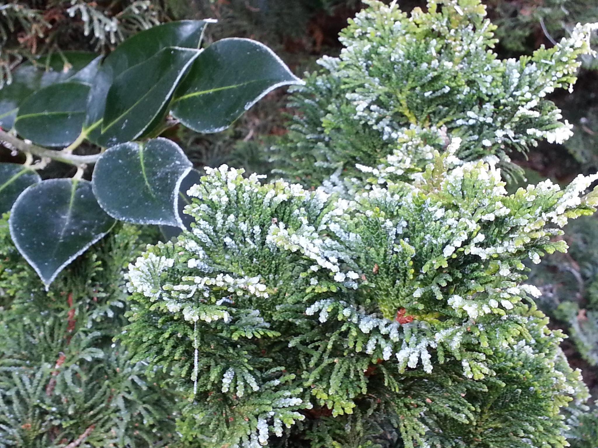 Naturphnomen  So kommen Pflanzen durch den Winter