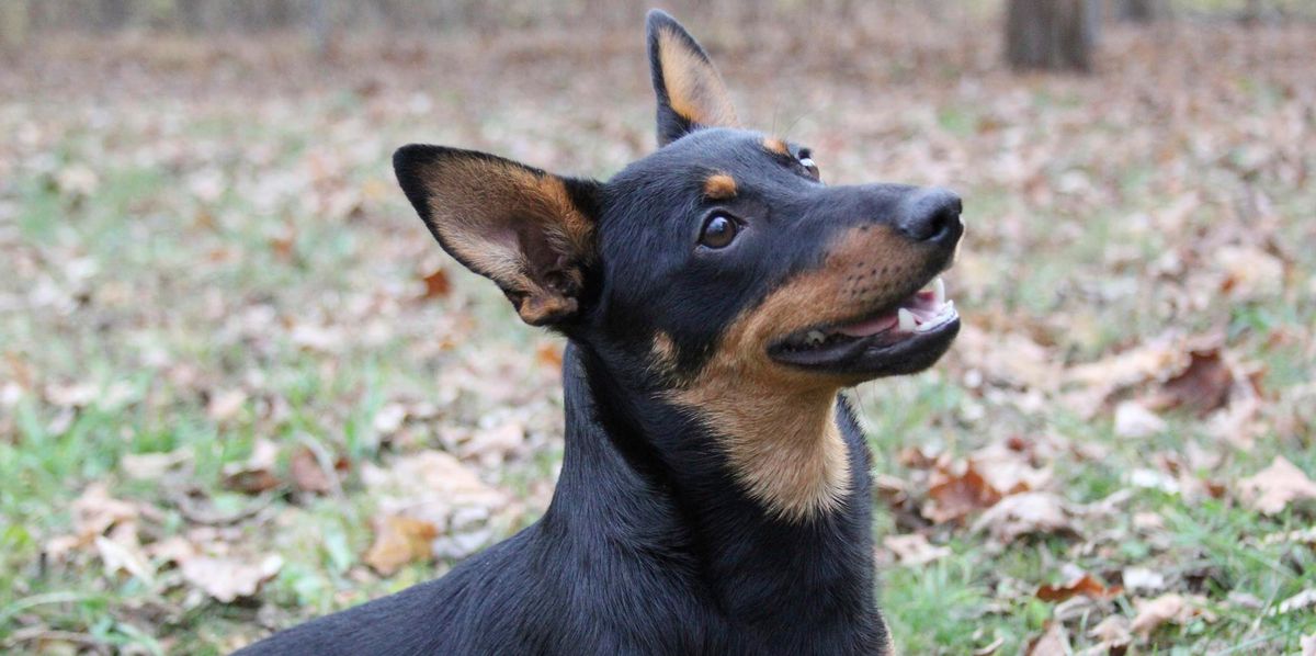 Welche Hunde Leben Am Längsten Neue Studie zu Lebenserwartung: Diese Hunde leben am längsten | Tages
