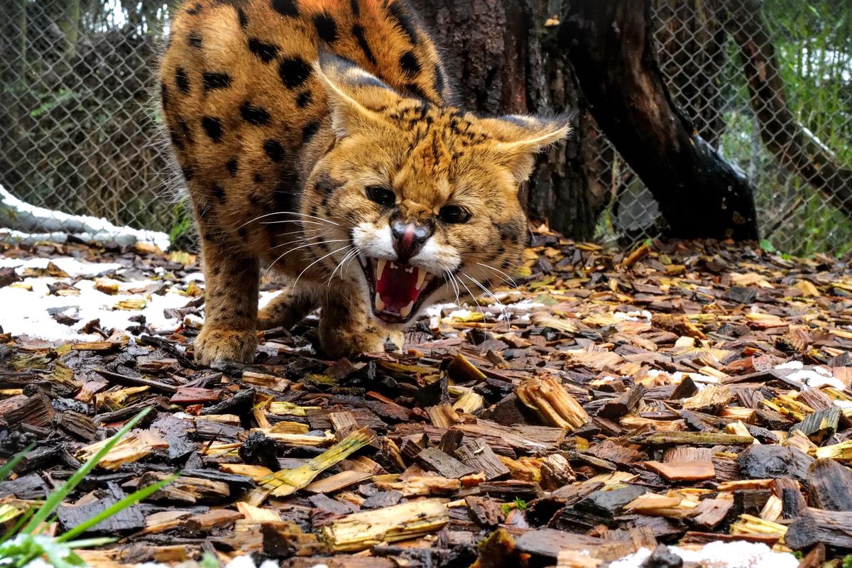 Le Bioparc a recueilli un serval femelle répondant au nom de Mimosa.