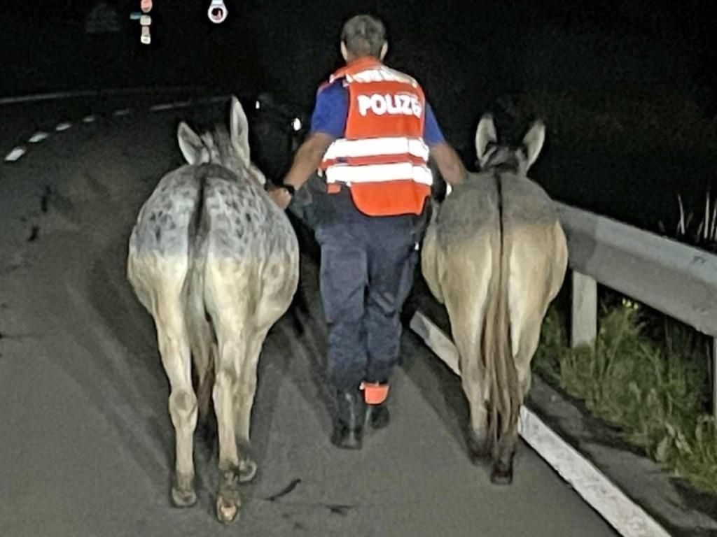 La police cantonale schwyzoise a appréhendé deux ânes en vadrouille sur la route vendredi en pleine nuit.