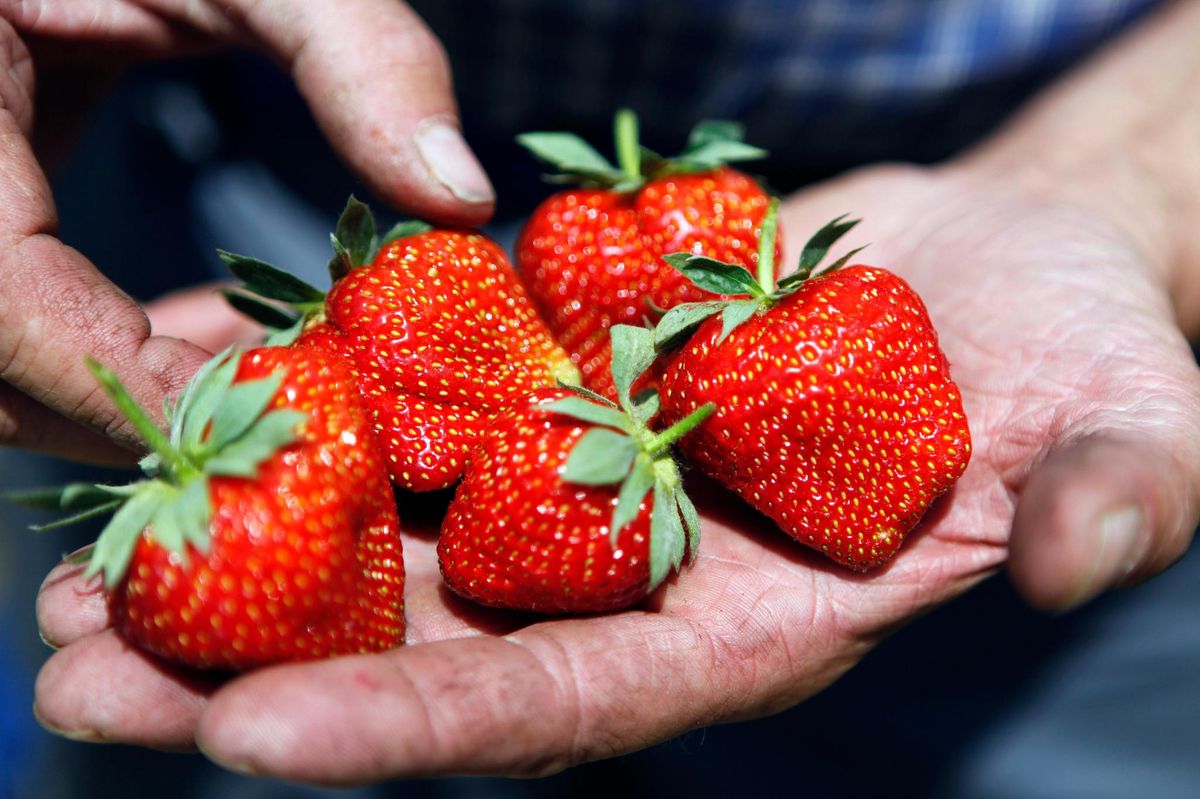 Les fraises, même si elles ne sont pas produites en Suisse (comme celles-ci), les consommateurs sont tentés d’en manger toute l’année. La Fédération romande des consommateurs veut que les distributeurs stoppent la pub pour les fraises d’Espagne en hiver. Aldi Suisse franchit le pas. © odile meylan