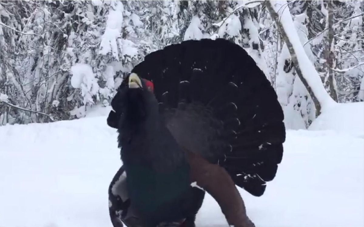 Le grand tétras avait été filmé par un skieur suédois en janvier dernier.