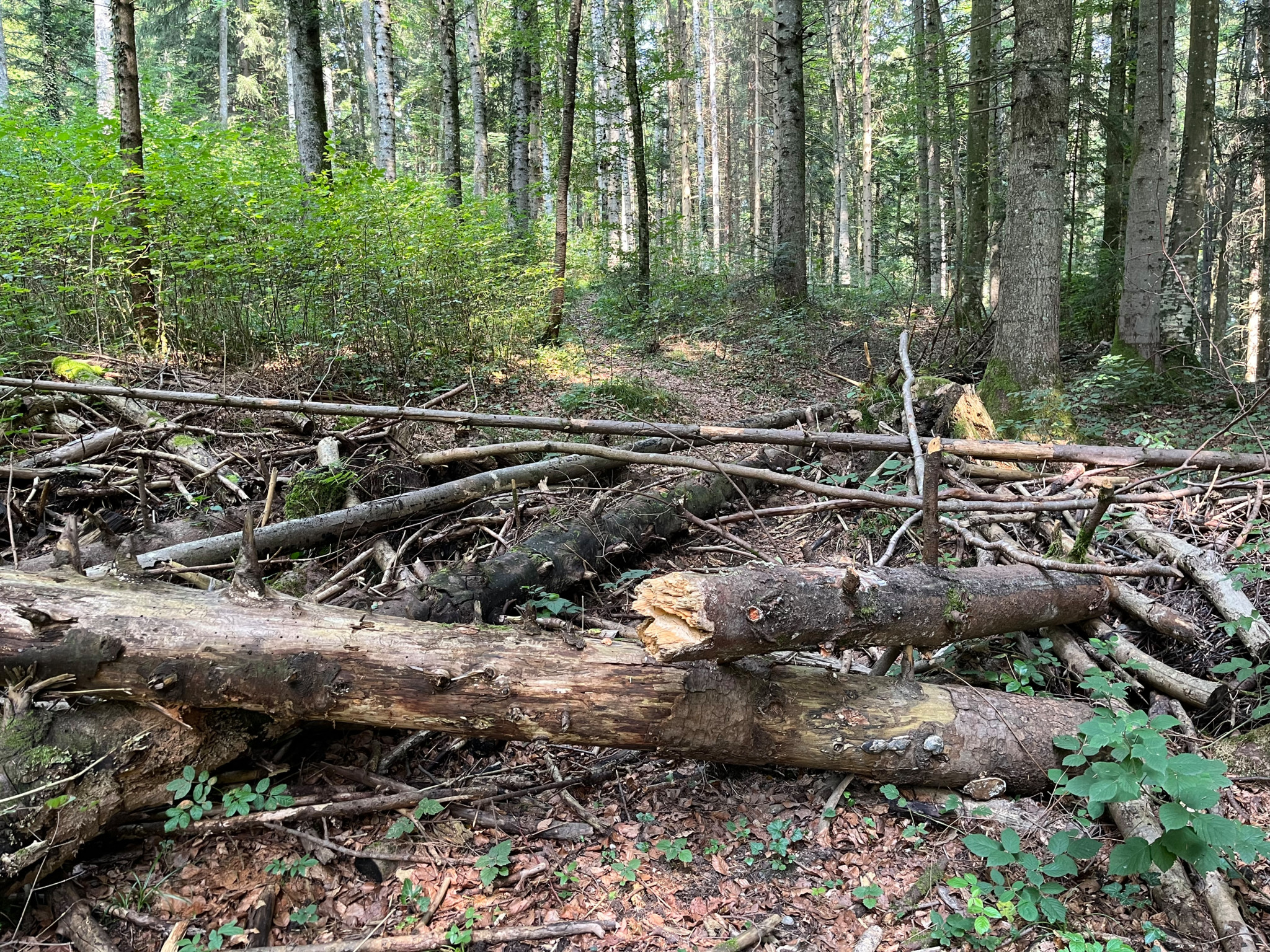 Ein nicht offizieller Pfad im Strättligwald, gesperrt durch umgestürzte Baumstämme und Geäst.