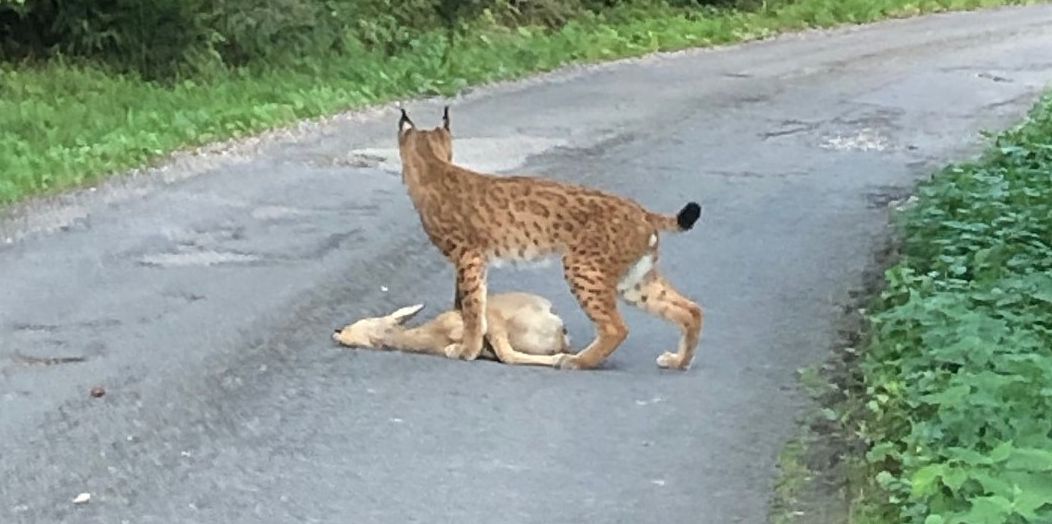 Un lynx traverse une route forestière, transportant une proie dans sa gueule.