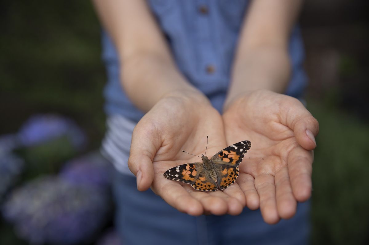 Les étés plus longs perturbent aussi la migration des insectes