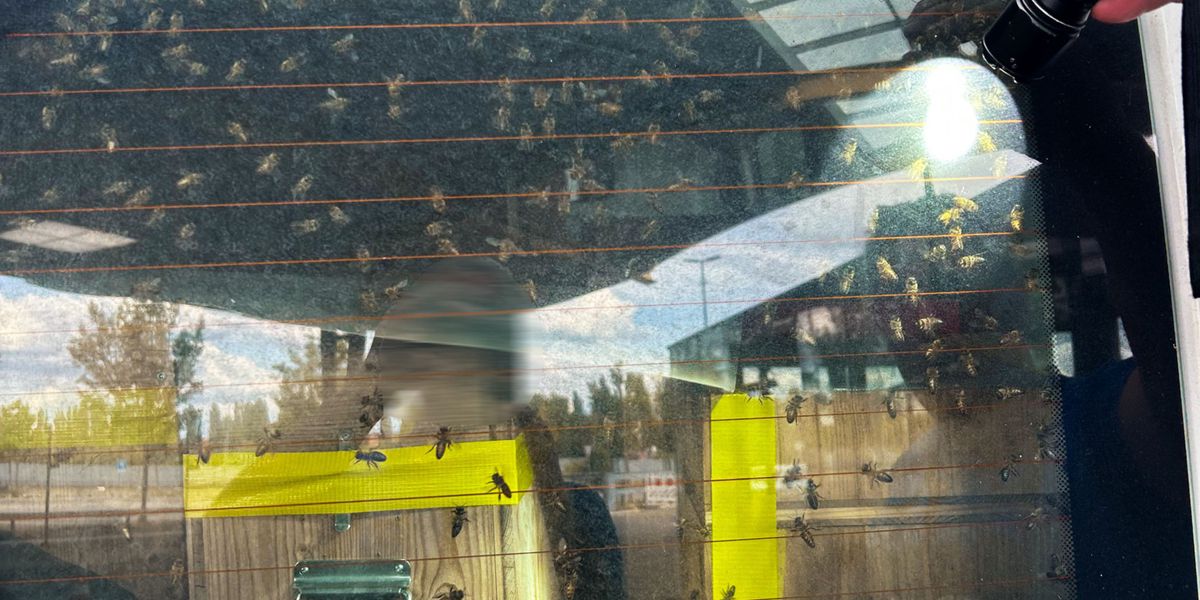 Illegale-Einfuhr-im-Thurgau-Bienen-fliegen-frei-im-Laderaum-Zoll-verweigert-Weiterfahrt