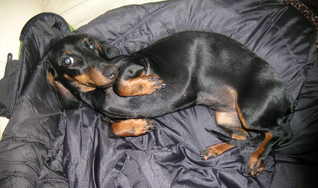 Das ist Charlotte. Sie wurde am 10. August in Reinach BL überfahren und verstarb wenig später in einer Tierarzt-Praxis.