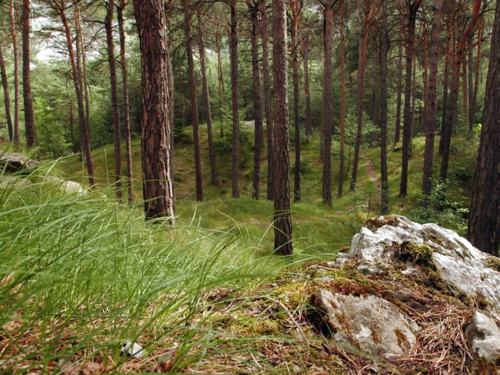 Pinède Les pins sylvestres ont une «mémoire» écologique | Tribune de Genève