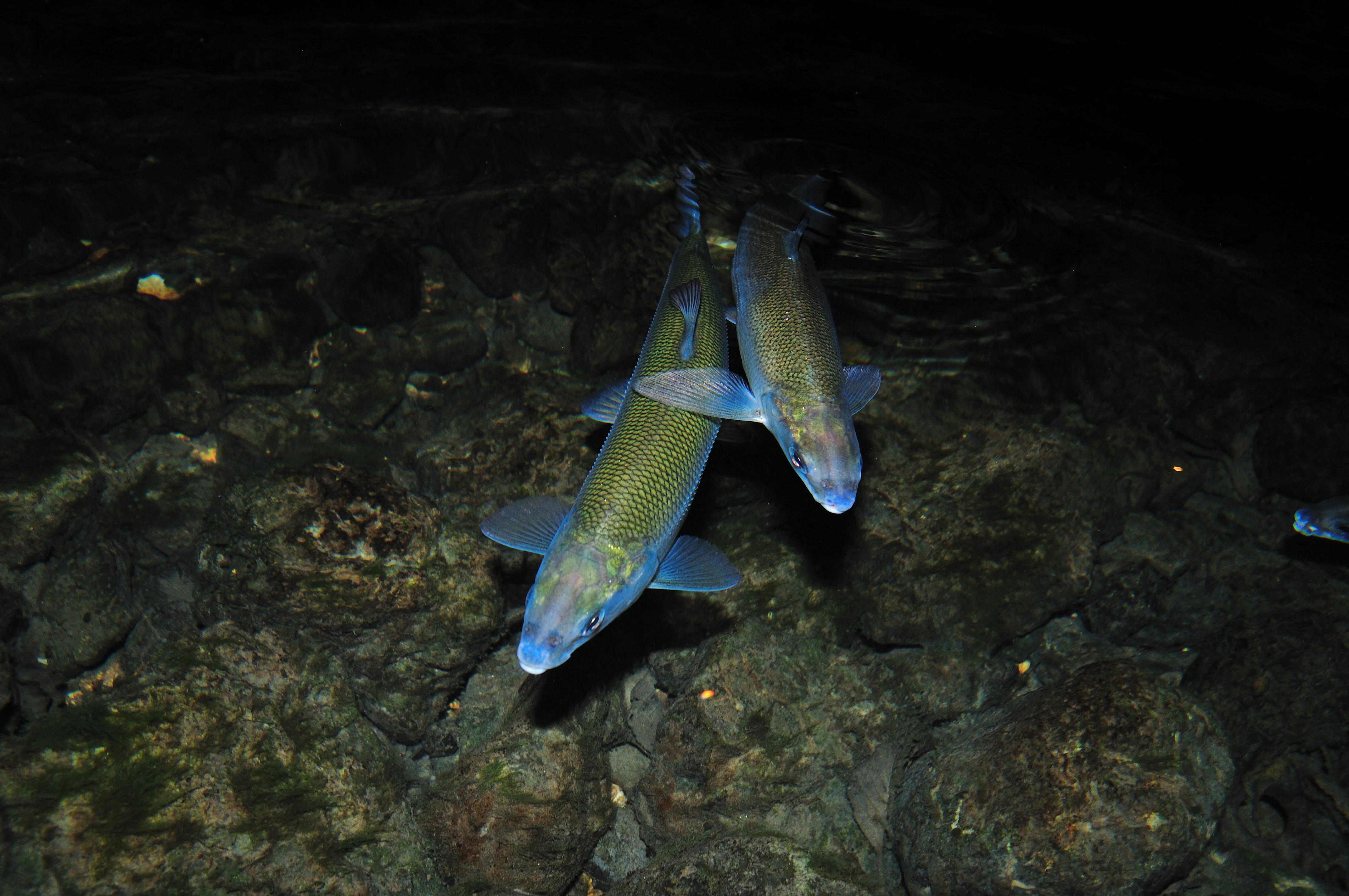 Felche Schweizer Fisch: Felchen sind hierzulande eine einmalige Rarität ...