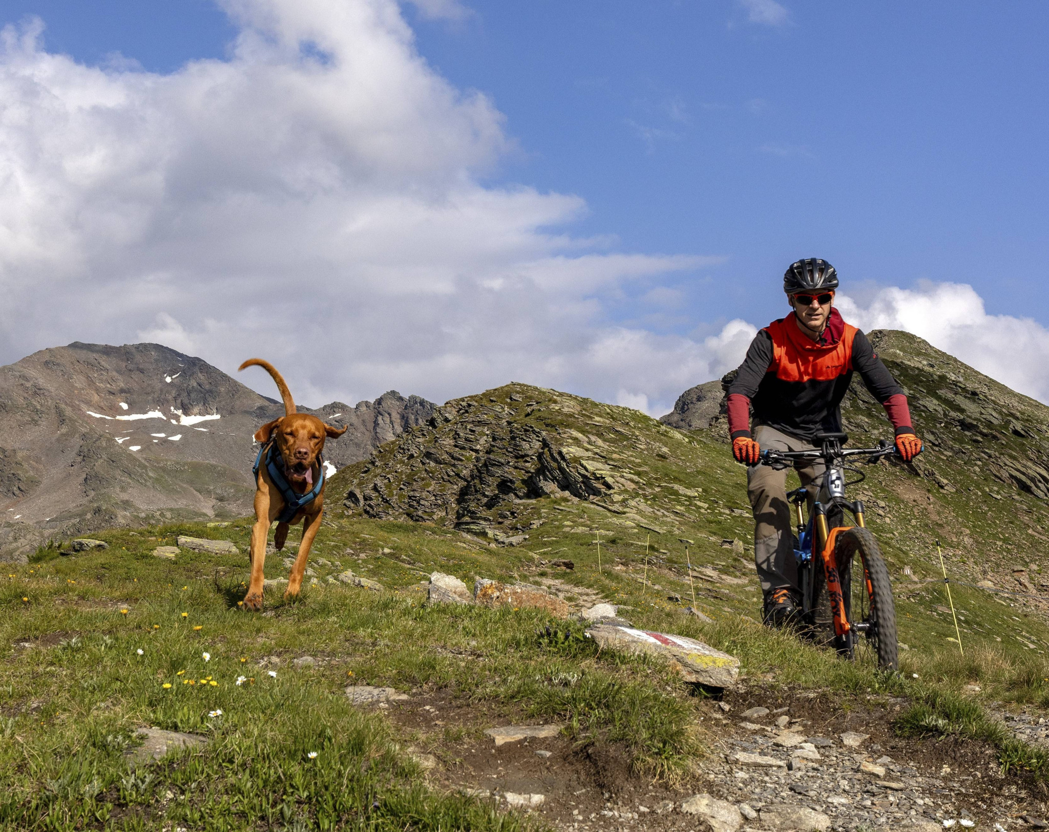 Neue Studie: Hunde begleiten Menschen schon seit über 15’000 Jahren – auch in der Schweiz