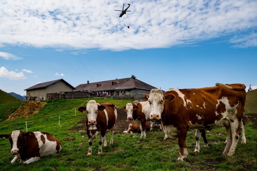 L’armée livre par les airs l’eau que le ciel refuse aux vaches