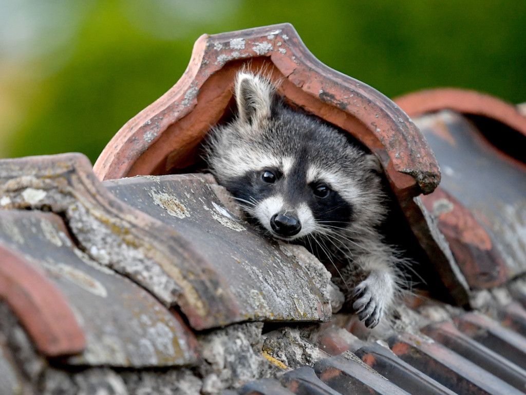 Raccoons: Spread in Zurich almost unstoppable