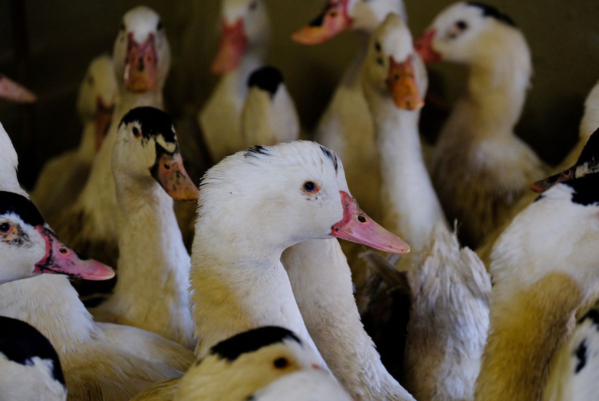 A photo taken on January 17, 2017 in Castelnau-d'Auzan, southern France shows ducks at a farm where they are force-fed for the production of foie gras. (Photo by ERIC CABANIS / AFP)