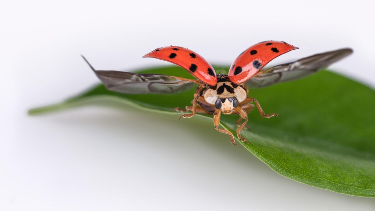 Les coccinelles asiatiques sont difficiles à identifier car elles existent dans des couleurs très variées.
