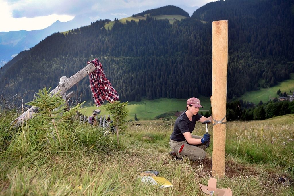 Mobilisation pour aider des petits arbres à grandir