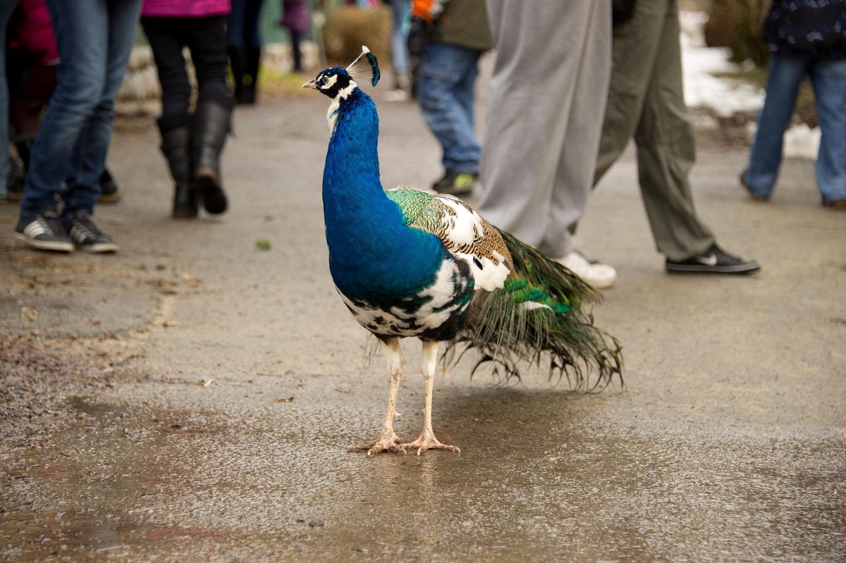Le paon du Sépey (ici image d’archives au zoo de Servion) s’est volatilisé dans la forêt proche.