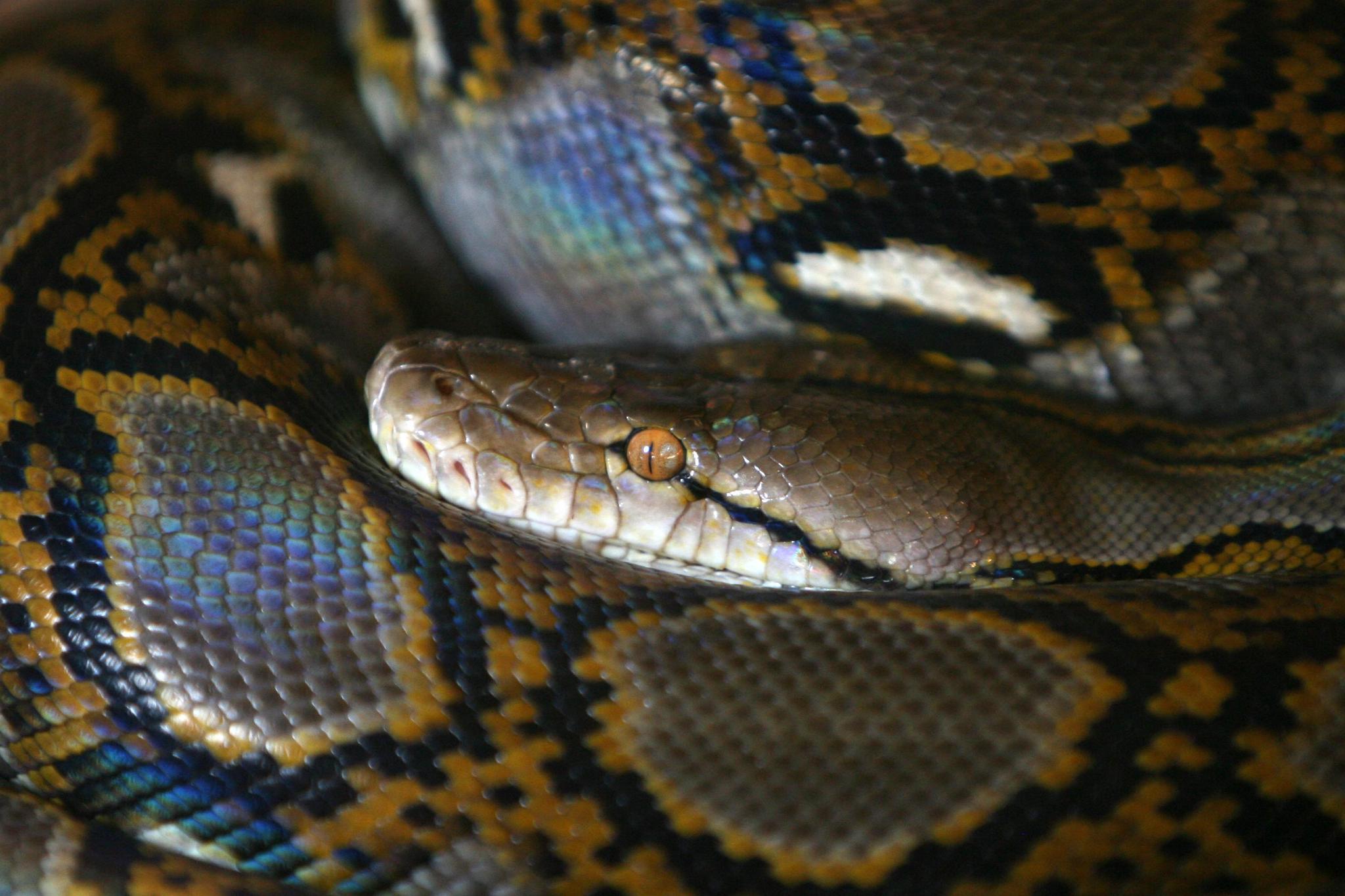 Le python . (AP Photo/Petar Petrov)